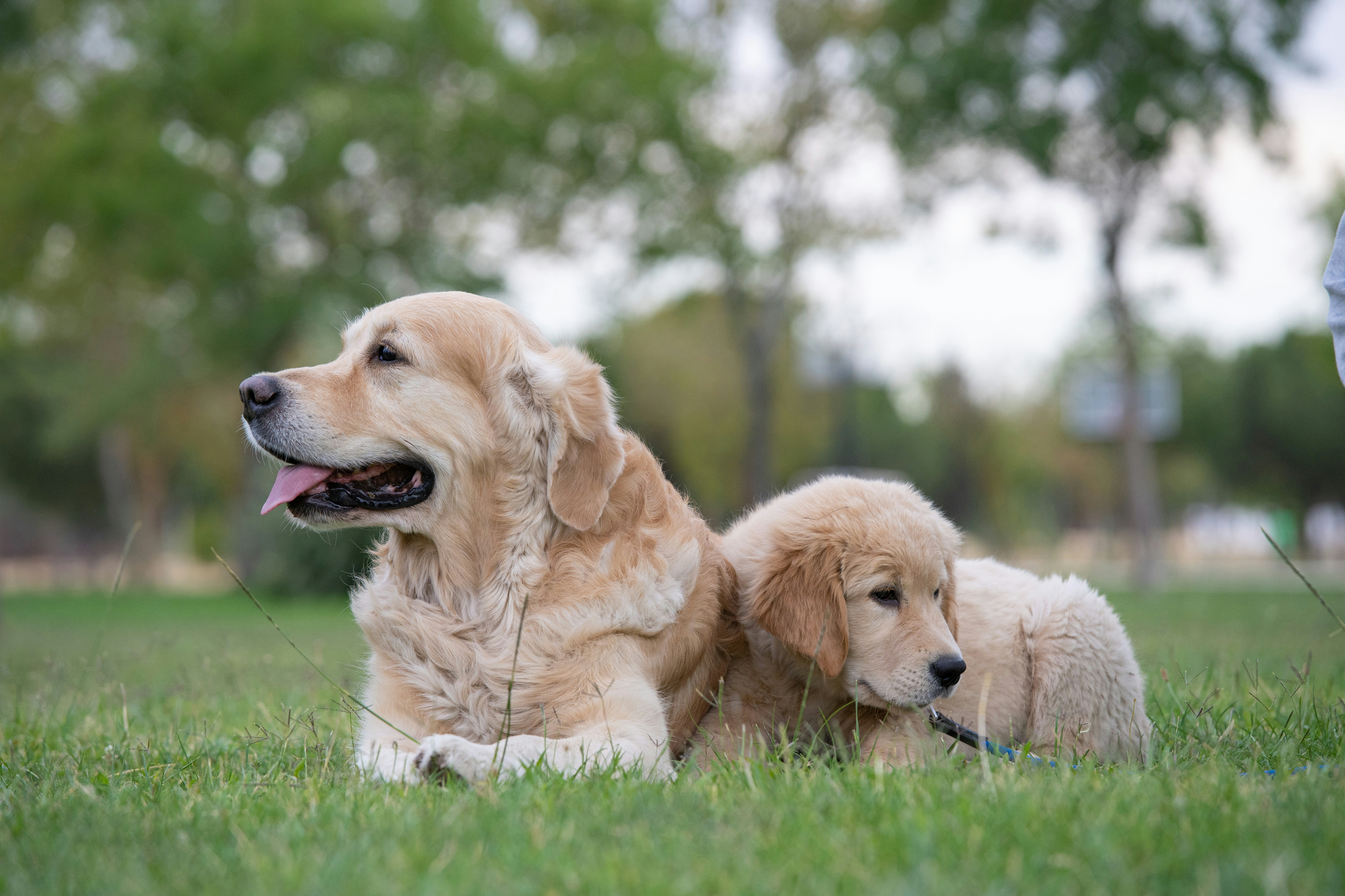 Fetch daycare 2024 and boarding